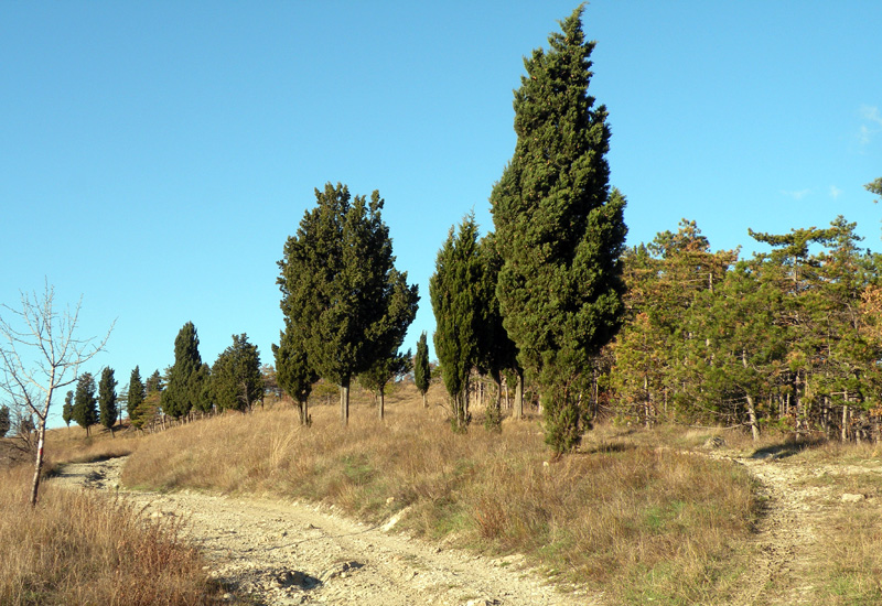 Quale Scleroderma? (cfr. Lycoperdon spp.)